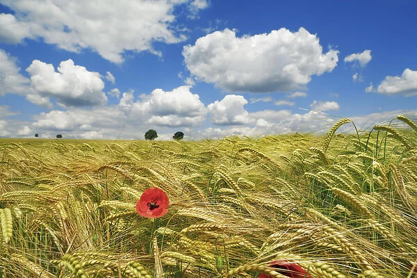 Barley field with poppy and cumulonimbus clouds - Germany, Bavaria, Upper Bavaria