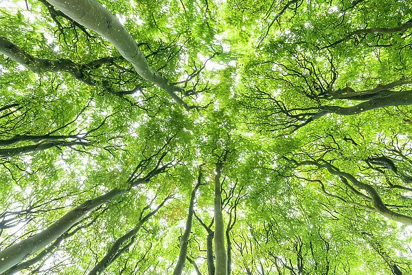 Beech Tree Canopy, Win Green Hill, Wiltshire, England