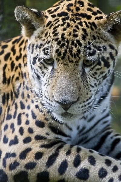 Belize, Animals  /  Wildlife, Jaguar
