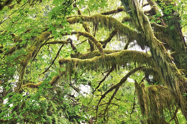 Bigleaf maple moss covered - USA, Washington, Jefferson, Olympic National Park