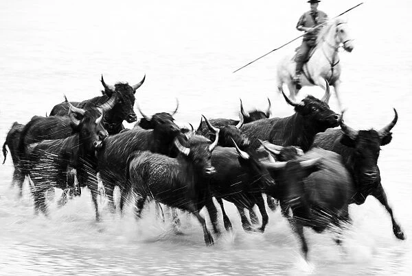 Black bulls of Camargue and their herder running through the water, Camargue, France