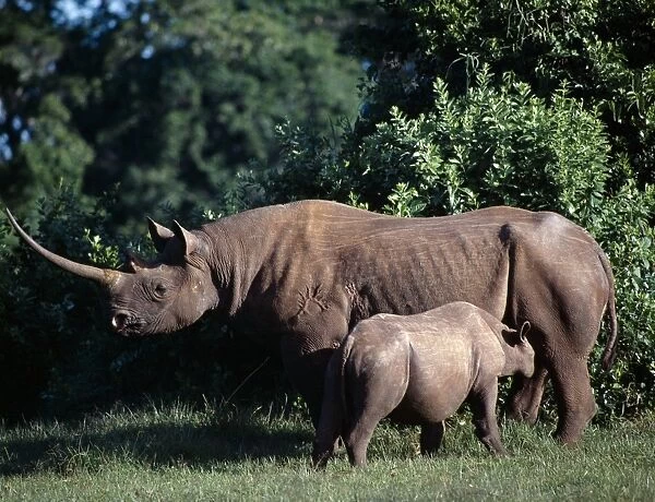 A black rhino and calf in the Salient of the Aberdare National Park