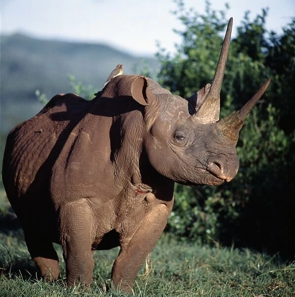 A black rhino in the Salient of the Aberdare National Park