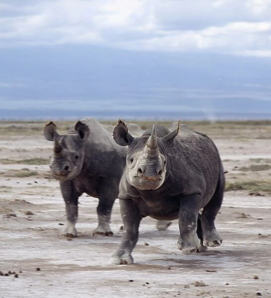 Two black rhinos on the open plains at Amboseli