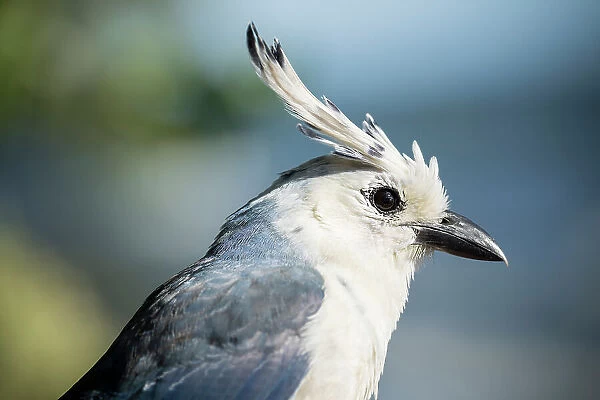 Black-throated magpie-jay (Calocitta colliei), Ometepe Island, Rivas State, Nicaragua, Central America