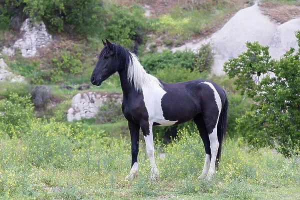 A black and white stallion poses, Goreme, Cappadocia, Nevsehir Province, Central Anatolia, Turkey