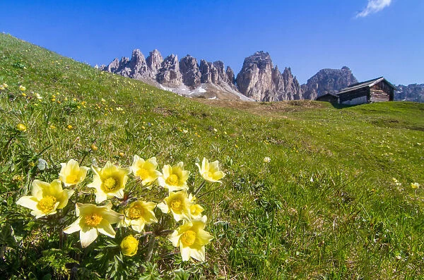 Blooming at Gardenapass. Dolomites, Trentino Alto Adige, Italy
