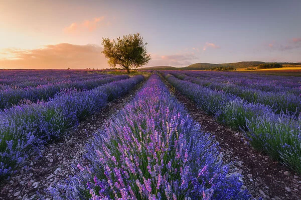Blooming Lavender field and almond tree at sunset - Plateau de Vaucluse, Sault, Provence-Alpes-Cote d Azur, Alpes de Haute Provence, Provence, Southern France, France