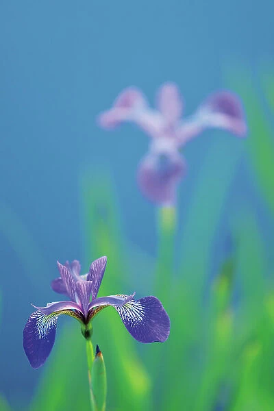 Blue flag iris (Iris versicolor) Whiteshell Provincial Park, Manitoba, Canada