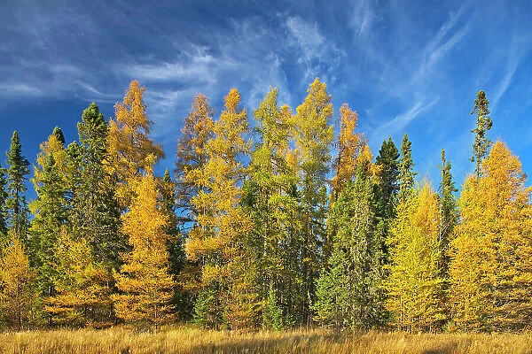 Boreal forest of Black spruce (Picea mariana) and eastern larch  /  tamarack (Larix laricina) in autumn color Ear Falls, Ontario, Canada