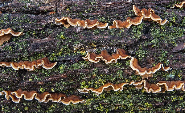 Bracket fungi on fallen log  /  tree. Forest floor. Seine River Forest, Winnipeg, Manitoba, Canada