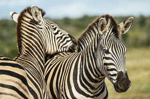 Burchells Zebras, Addo Elephant National Park, Eastern Cape, South Africa