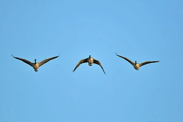 Three Canada geese in flight Oak Hammock Marsh, Manitoba, Canada