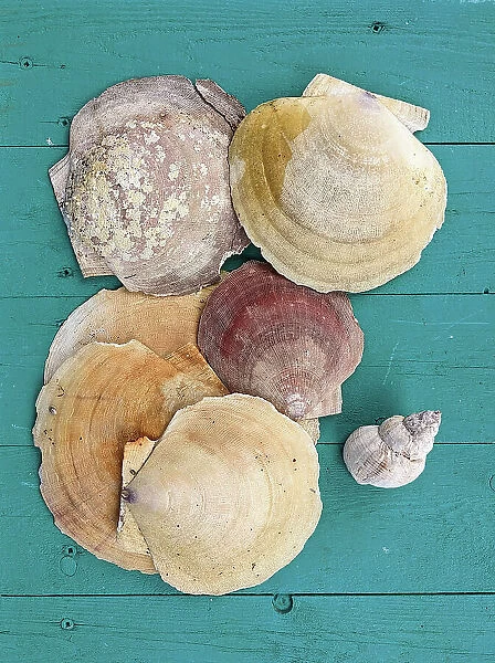 Canada, Maritimes, Newfoundland, Shells