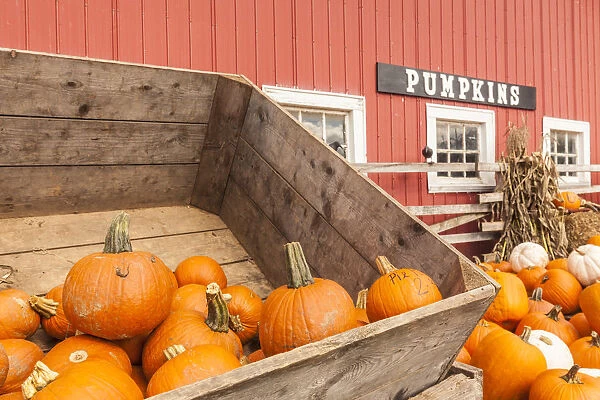 Canada, Nova Scotia, Annapolis Valley, Wolfville, pumpkin farm, autumn