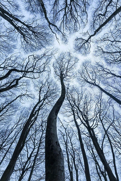 Canopy of Beech (Fagus sylvatica) forest in winter showing canopy shyness