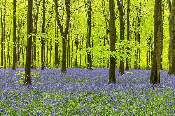 Carpet of Bluebells, West Woods, Wiltshire, England