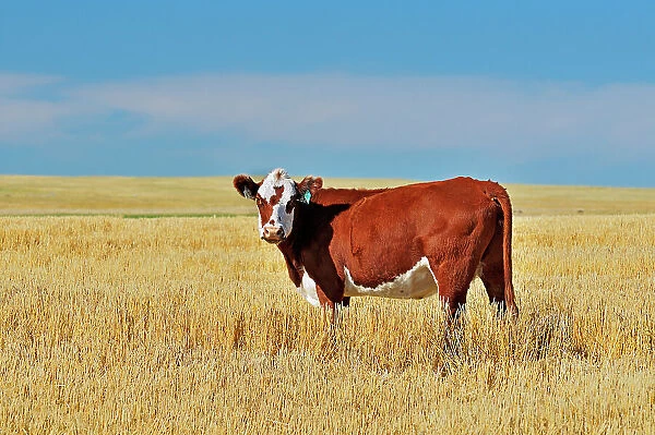 Cattle. Hereford Maple Creek Saskatchewan, Canada