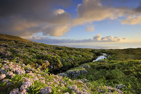 Central plateau with hydrangeas at dusk. Flores, Azores islands, Portugal