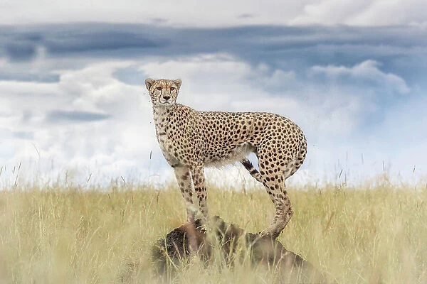 Cheetah on a termite hill, Maasai Mara, Kenya