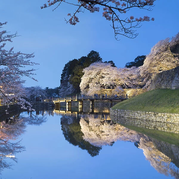 Cherry blossom and bridge at Hikone Castle, Hikone, Kansai, Japan