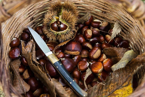 Chestnuts in the woods, Aritzo, Nuoro province, sardinia, italy, europe