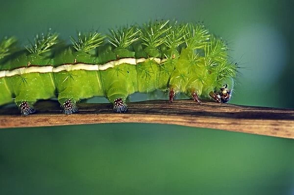 Close up of Caterpillar