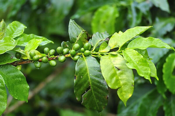 Coffee plant in Buenavista, Colombia, South America