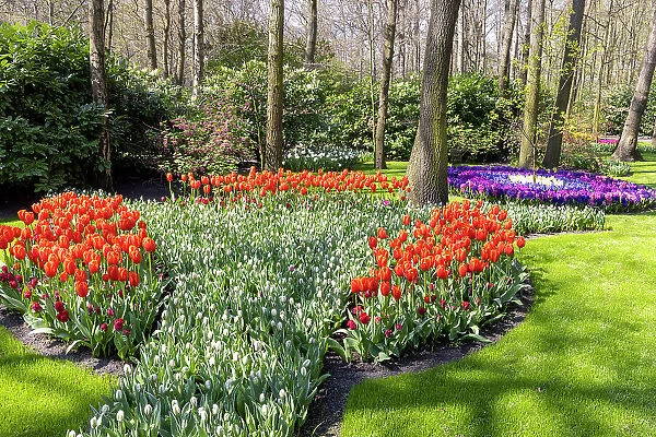 A colourful display of flowers in the Keukenhof gardens, Lisse, North Holland, Netherlands
