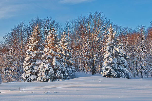 Coniferous (evergreen) trees on Brackenridge Road covered in snow. Bracebridge, Ontario, Canada