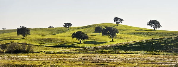 Cork trees in the vast plains of Alentejo. Portugal