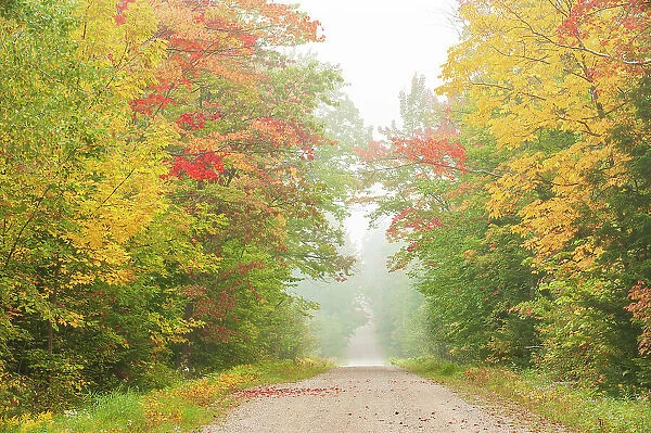 Country road in Hardwood forest in autumn with fog St. Joseph's Island, Ontario, Canada