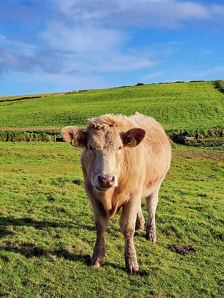 Cow on a field, Cliffs of Moher Walking Trail, County Clare, Ireland