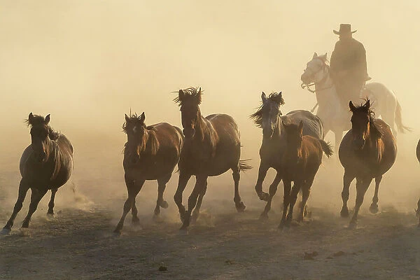 Cowboy herding a herd of Yilki horses sunset, Hurmetci, Hacilar District, Kayseri Province, Cappadocia, Central Anatolia Region, Turkey