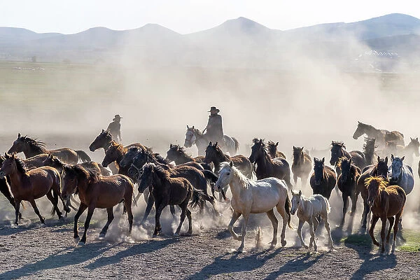 A cowboy rounding up Yilki horses, Cappadocia, Nevsehir Province, Central Anatolia, Turkey