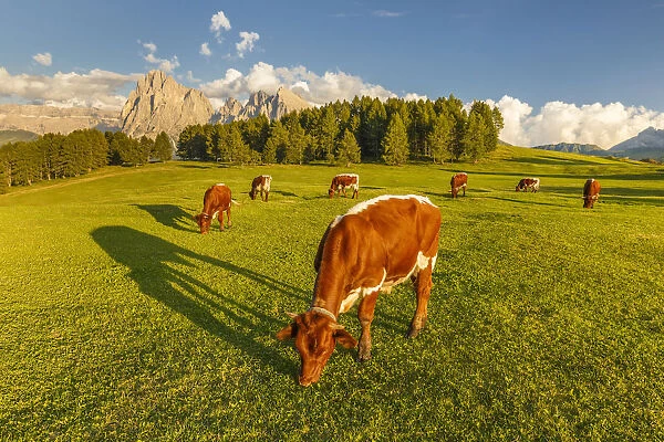 Cows pasture, Alpe di Siusi  /  Seiser Alm, Sassolungo and Sassopiatto Dolomites, South Tyrol
