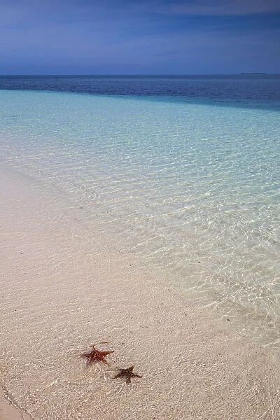 Cuba, Pinar del Raio Province, Cayo Levisa, Starfish on white sand beach