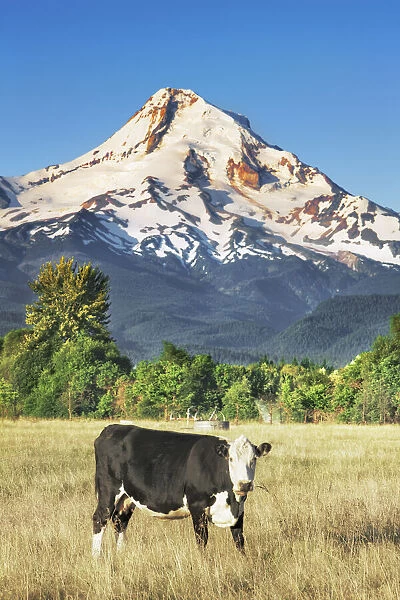 Cultural landscape with Mount Hood and cow - USA, Oregon, Hood River, Odell