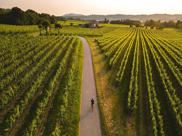 Cycling through the vineyards of Franciacorta at sunset, Brescia province, Lombardy