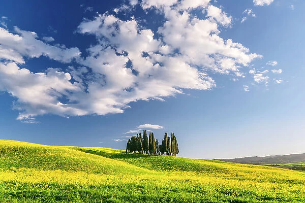 Cypress Grove near san Quirico d'orcia, val d'orcia, san Quirico d'orcia, Siena, Tuscany, italy