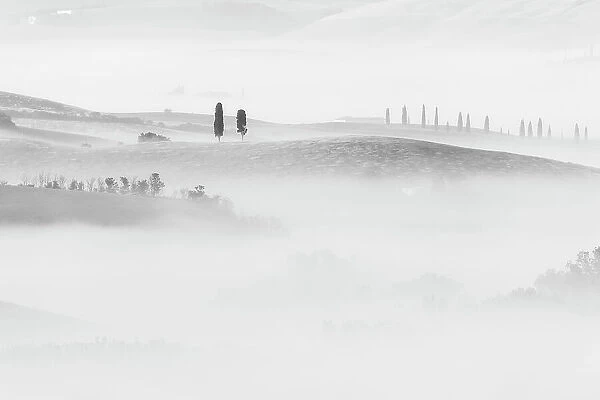 Cypress trees appearing through the sea of fog in the rolling hills of Tuscany. Val d'Orcia, Italy