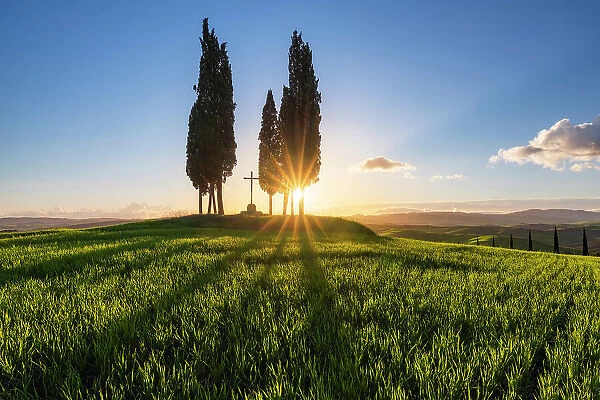 Cypresses at Sunrise at Croce di prata, San Quirico d'Orcia, Siena, Tuscany, Italy
