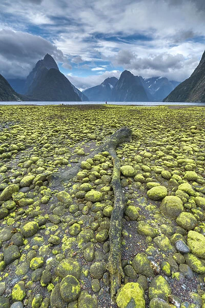 Dead log and green seaweed on the shore with low tide. Milford Sound, Fiordland NP