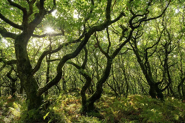 Deciduous trees growing over Dowsborough Hill Fort in the Quantocks, Somerset, England. Autumn (September) 2023