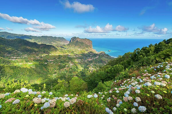 Distant view of Porto da Cruz and hydrangea flowers in foreground, Machico, Madeira, Portugal