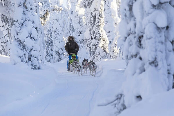 Dog sledding in the snowy woods, Kuusamo, Northern Ostrobothnia region, Lapland, Finland