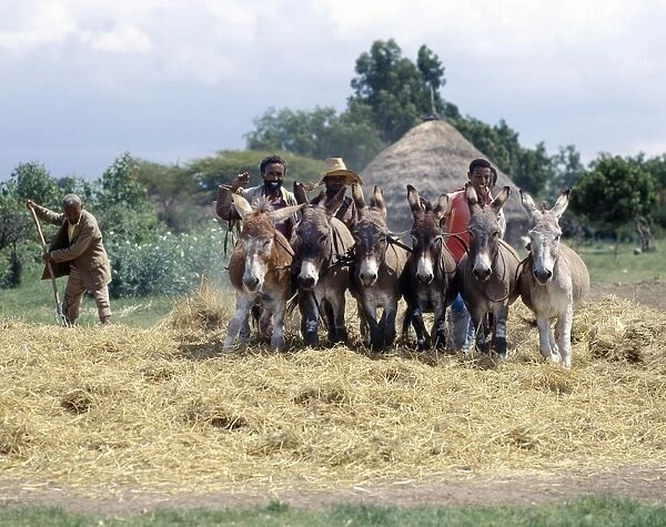 Donkeys trample corn to remove the grain in a typical