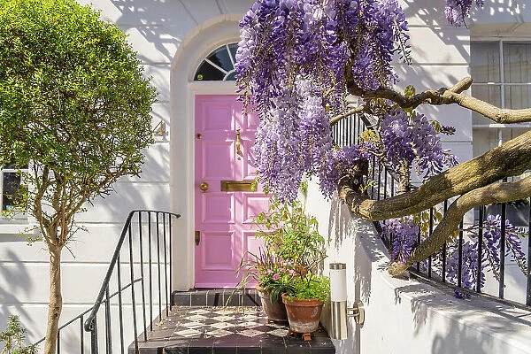 Door and wisteria, Kensington, London, England, UK