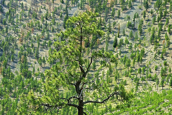 Dry land with pines in the British Columbia Interior Near Kamloops, British Columbia, Canada