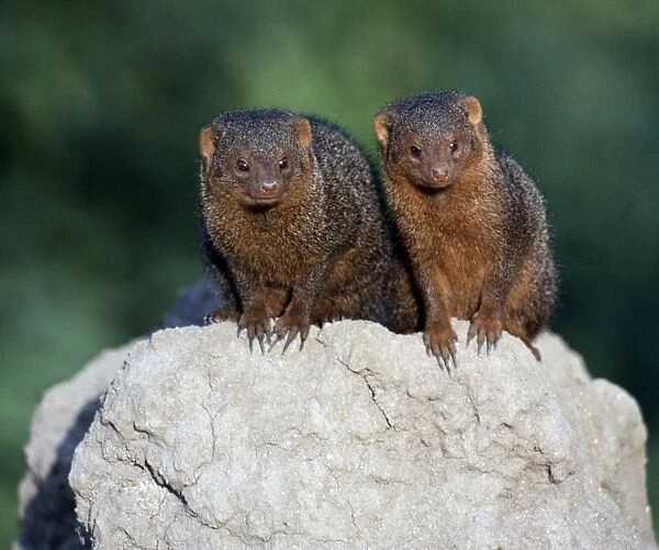 Two dwarf mongooses on top of a termite mound
